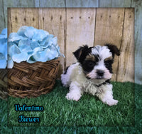 Valentino Male Biewer Terrier $2800