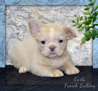 Carla Female AKC French Bulldog $1500