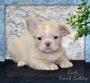 Carla Female AKC French Bulldog $1500