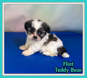 Flint Male Teddy Bear $875