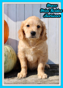 Maxx Male Mini Golden Retriever $1995