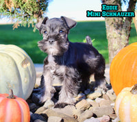 Eddie Male AKC Mini Schnauzer $999