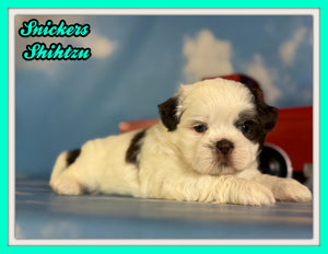 Snickers Male ACA Shihtzu $985