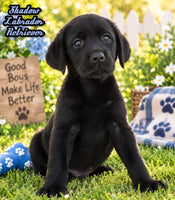 Shadow Male AKC Labrador Retriever $1250