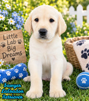 Sawyer Male AKC Labrador Retriever $1250