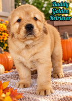 Buddy Male AKC Golden Retriever $1999