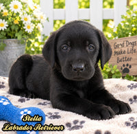 Stella Female AKC Labrador Retriever $1150