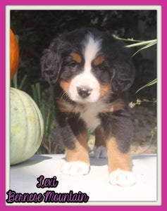Lexi Female AKC Bernese Mountain Dog $2000