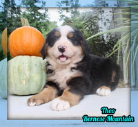 Theo Male AKC Bernese Mountain Dog $1800