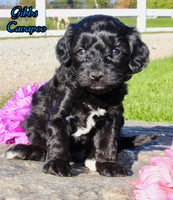 Gibbs Male Cavapoo $950
