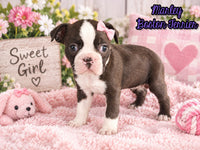 Marley Female Boston Terrier $1500