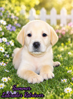 Summer Female AKC Labrador Retriever $1150