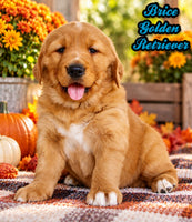 Brice Male AKC Golden Retriever $1999