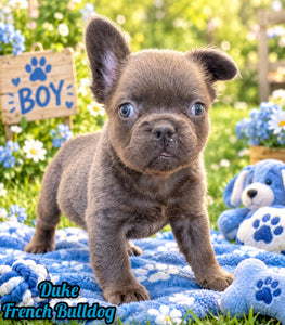 Duke Male Fluffy AKC French Bulldog $700