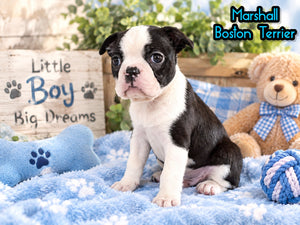 Marshall Male Boston Terrier $1500