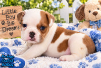 Buckeye  Male English Bulldog $1300