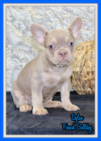 Dylan Male AKC French Bulldog $1399