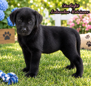 Starlight Female AKC Labrador Retriever $1150