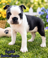 Crystal Female Boston Terrier $1000