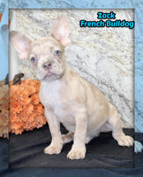 Zack Male AKC French Bulldog $1400