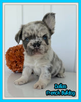 Dallas Male AKC Fluffy French Bulldog $2450