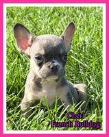 Cheri Female AKC French Bulldog $1150