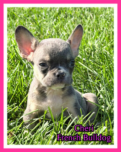 Cheri Female AKC French Bulldog $1150
