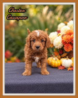 Chester Male Cavapoo $895