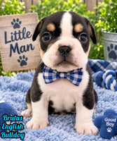 Brutus Male English Bulldog $1300