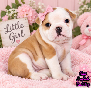 Gigi Female English Bulldog $1300