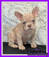 Ava Female AKC French Bulldog $1350