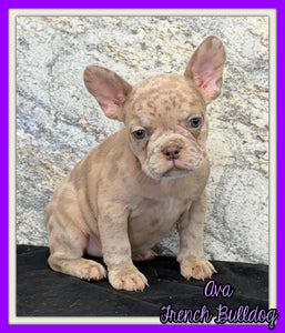 Ava Female AKC French Bulldog $1350