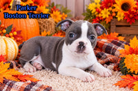 Parker Male Boston Terrier $750