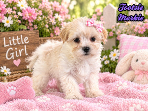 Tootsie Female Morkie $1150