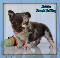 Dakota Male AKC Fluffy French Bulldog $2950