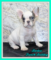 Barlow Male AKC French Bulldog $1350
