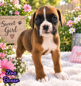 Ziva Female AKC Boxer $1950
