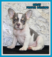 Brent Male AKC French Bulldog $1350