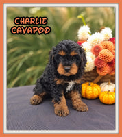 Charlie Male Cavapoo $895
