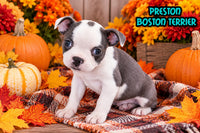 Preston Male Boston Terrier $750