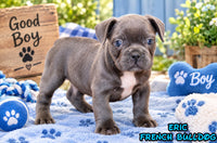 Eric Male AKC French Bulldog $1400