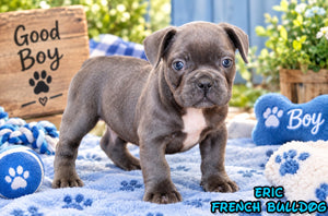 Eric Male AKC French Bulldog $1400