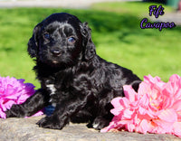 Fifi Female Cavapoo $950