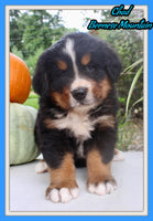 Chad Male AKC Bernese Mountain Dog $1800