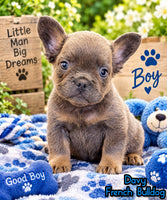 Davy Male Fluffy AKC French Bulldog $1550