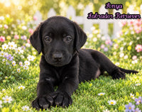 Sonya Female AKC Labrador Retriever $1150