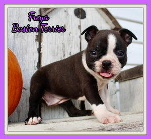 Freya Female AKC Boston Terrier $1000