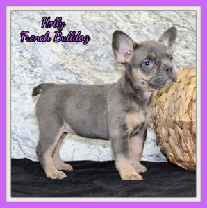 Holly Female AKC French Bulldog $1400