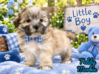 Teddy Male Morkie $1150