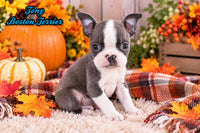 Tony Male Boston Terrier $750